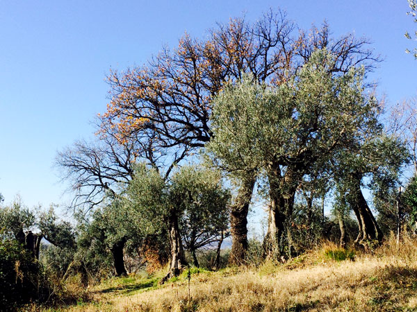 Antichi olivi e querce: dove il buonsenso le ha risparmiate rendono unico il paesaggio