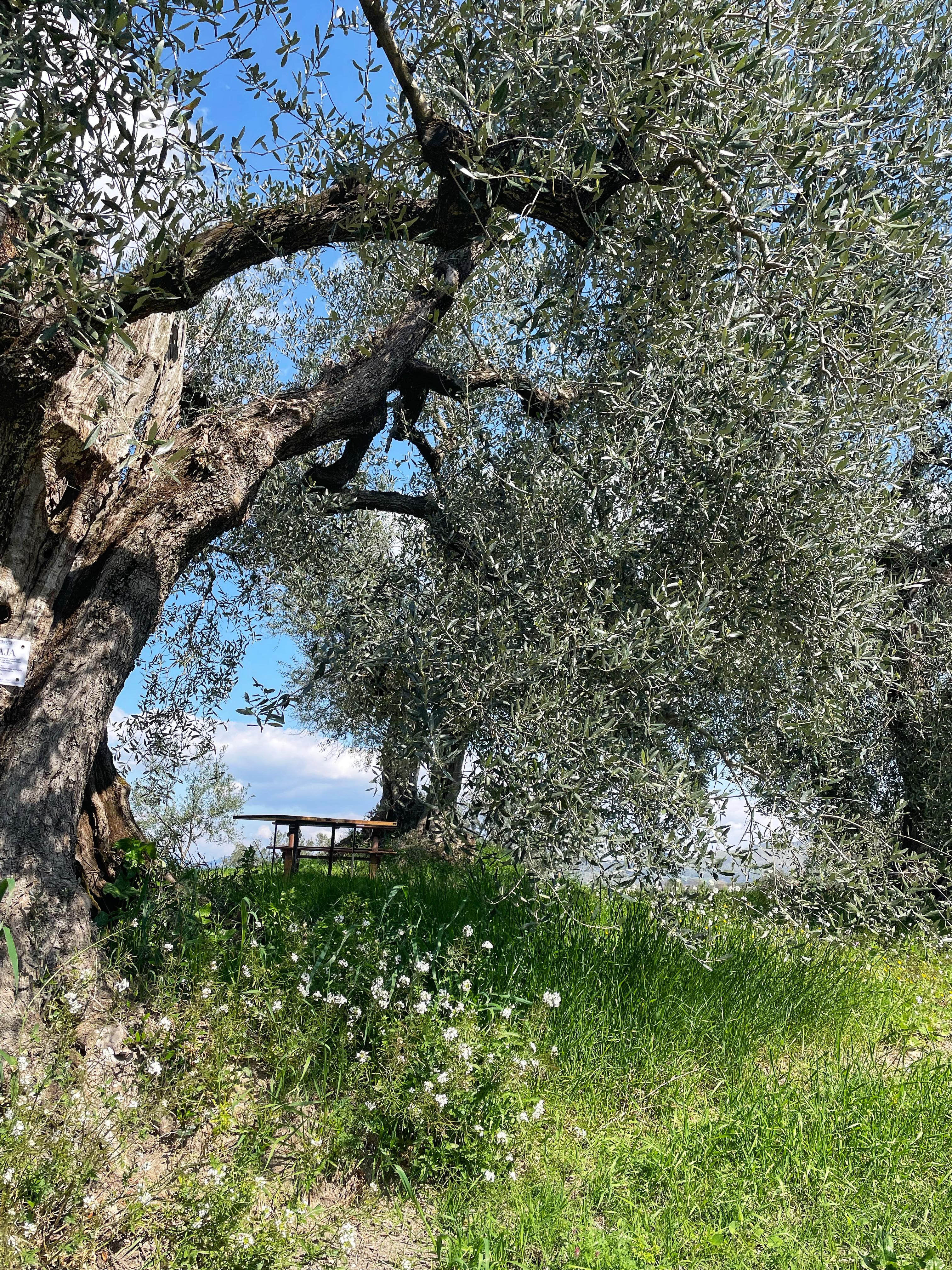 Immagine rappresentativa della galleria