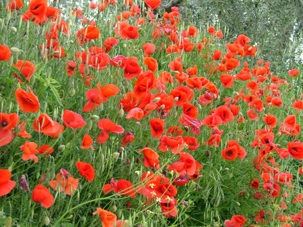 Papaveri in fiore in Sabina