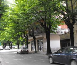 Locandina: Alberi. Miracolo della natura a Cassino