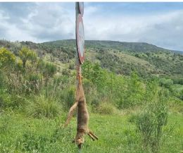 Locandina: La volpe impiccata di Michele Santulli