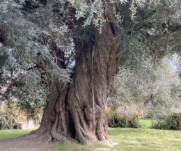 Locandina: L'olivo più grande d'Europa