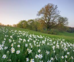 Locandina: Alla ricerca della Primavera
