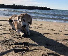 Locandina: Sabau Beach