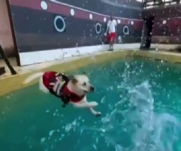 Locandina: Splash Dog per la Giornata Mondiale del Cane