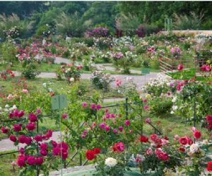 Locandina: Corso di potatura delle rose